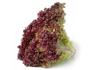 Lechuga Crespa Morada