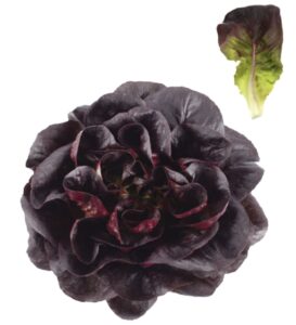 Lechuga Salanova Lisa Morada