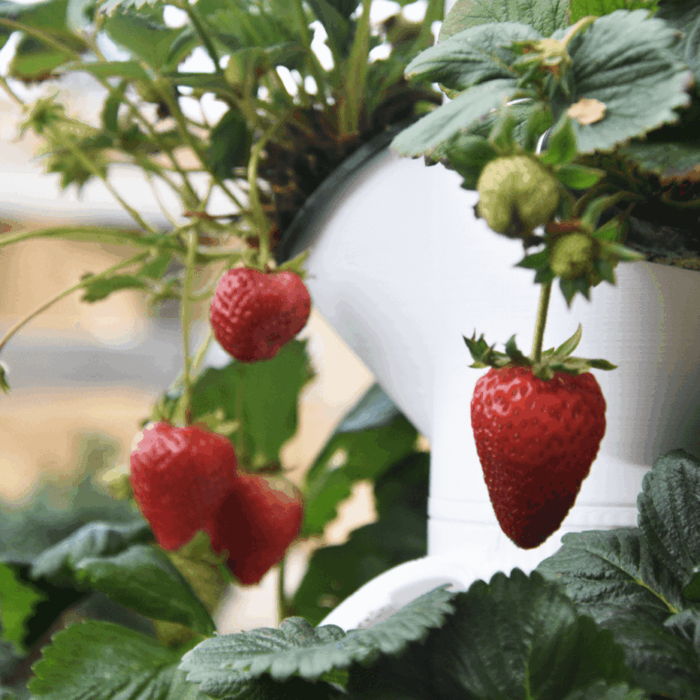 hydrocelcol-fgaleria003_Mesa de trabajo 1